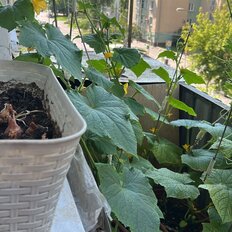 Квартира 44,4 м², 2-комнатная - изображение 1