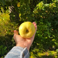 часть дома + 10 соток, участок - изображение 3