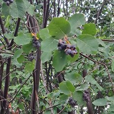 8 соток, участок - изображение 1