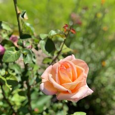 дом + 5 соток, участок - изображение 5