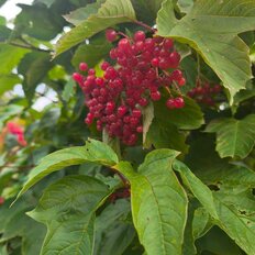 дом + 14 соток, участок - изображение 1