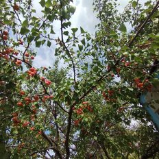 6 соток, участок - изображение 1