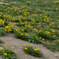 2,5 га, участок коммерческого назначения - изображение 4