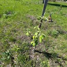 8 соток, участок - изображение 1