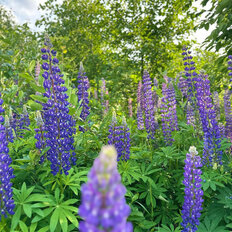 8,4 сотки, участок - изображение 5