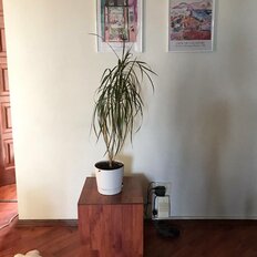 Квартира 74,3 м², 4-комнатная - изображение 4