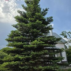 дом + 15 соток, участок - изображение 4