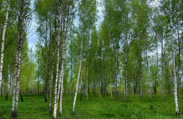 5,6 сотки, участок 9 240 000 ₽ - изображение 42