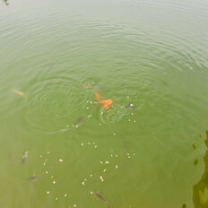 таунхаус + 2,4 сотки, участок - изображение 4