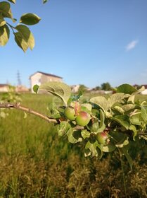 6 соток, участок 800 000 ₽ - изображение 39