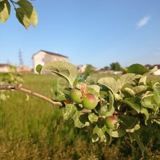 5 соток, участок - изображение 1