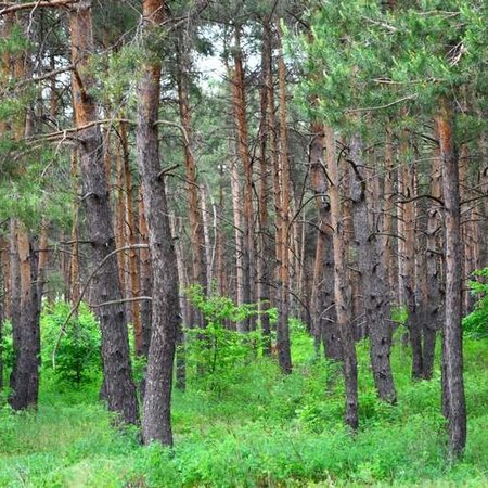Фото сосновый бор район