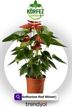 MorDekor Anthurium Andraeanum Red - Kırmızı Antoryum Flamingo Çiçeği Iç Mekan Salon Bitkisi