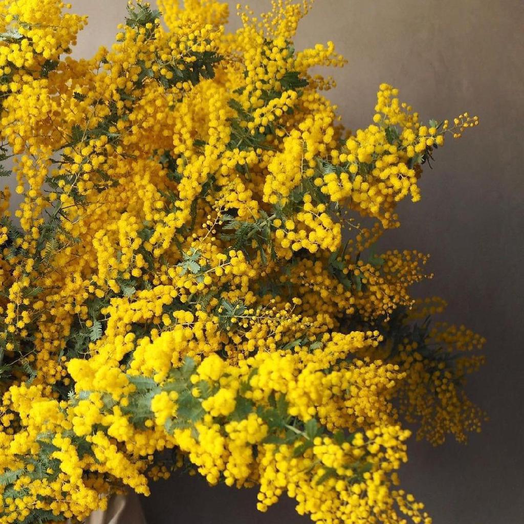 Мимоза как символ вечной любви и домашнего очага