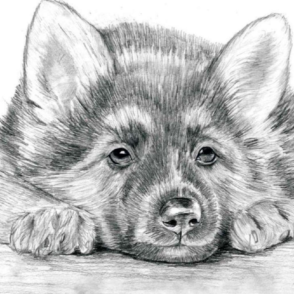 Рисунки животных карандашом