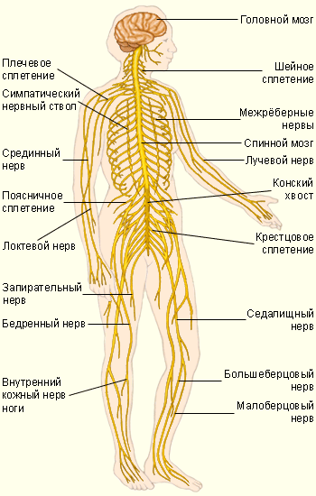 Рефлекторный принцип деятельности ЦНС - изображение 9