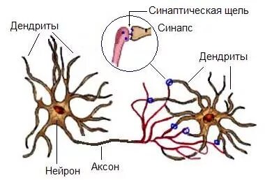 leonid--orlan-livejournal-com.turbopages.org