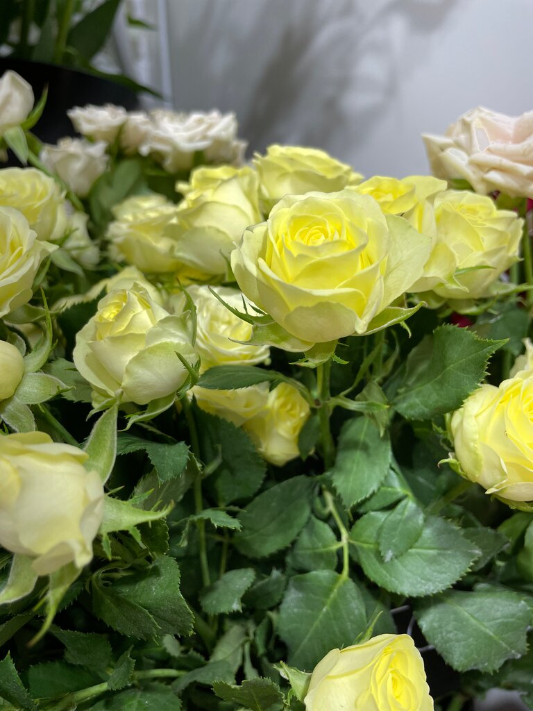 Роза кустовая