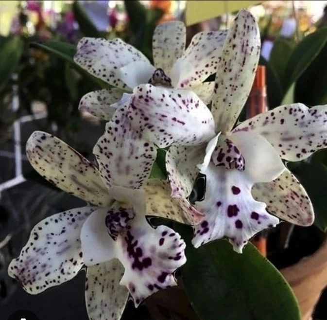 Каттлея Космос