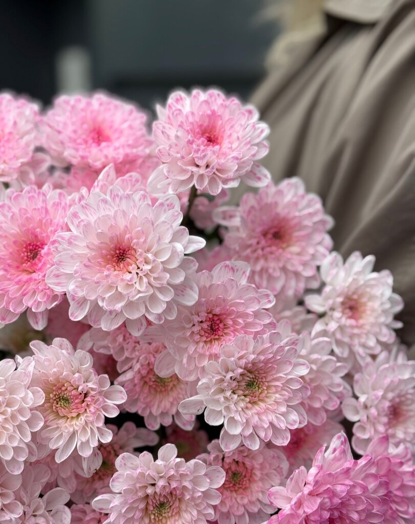 Хризантема кустовая