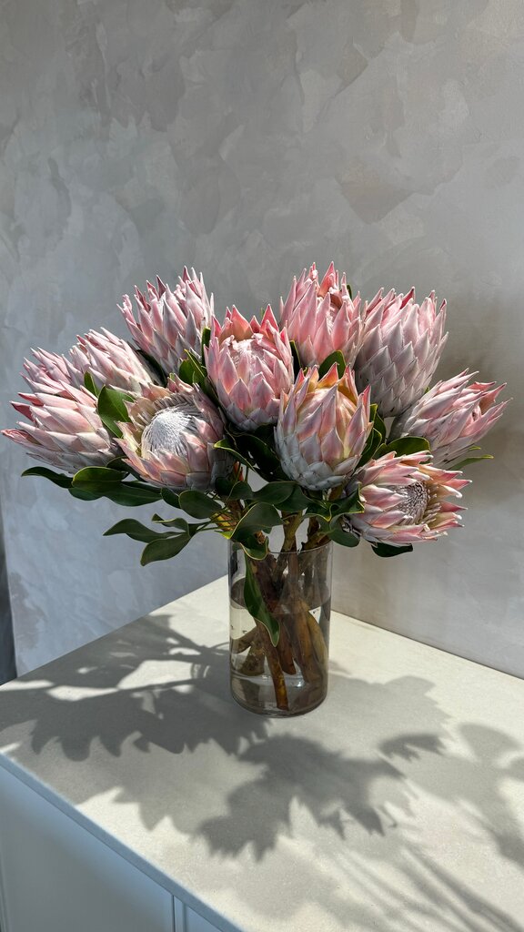 Африканская протея