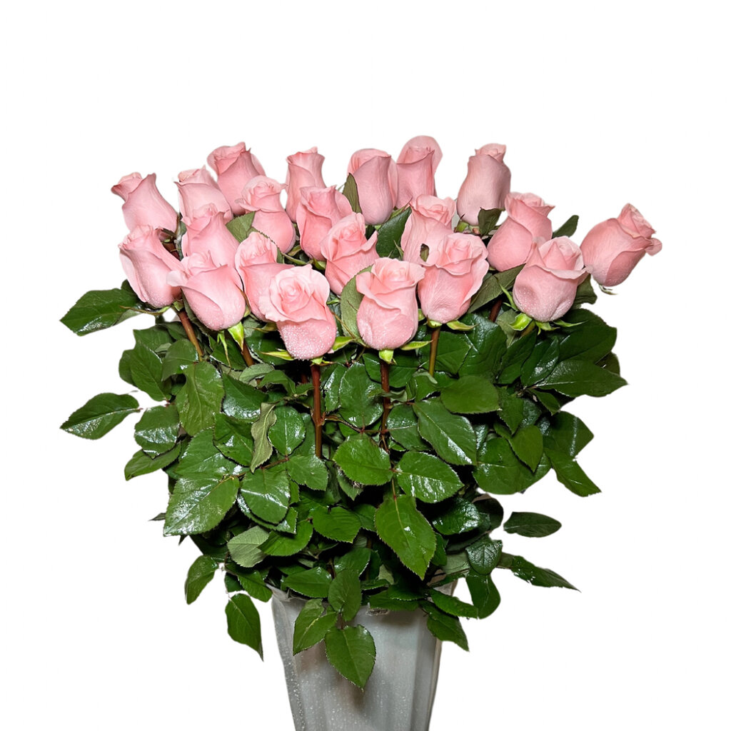 Роза сорт Be sweet 80см