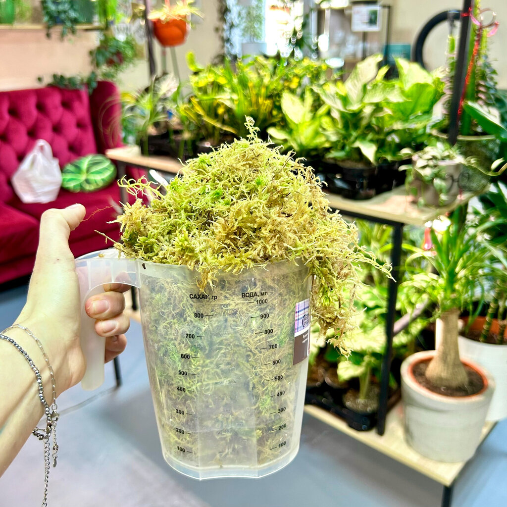 Мох сфагнум живой