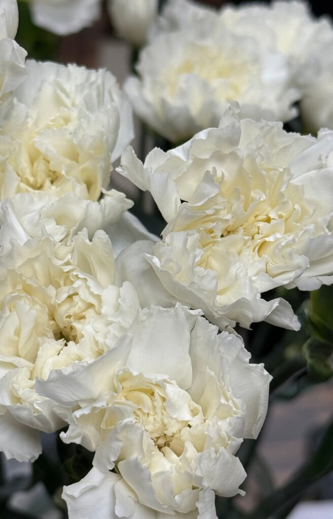 Гвоздика одноголовая