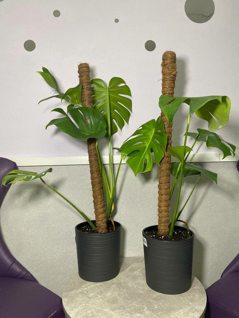 Монстера великалепная)))