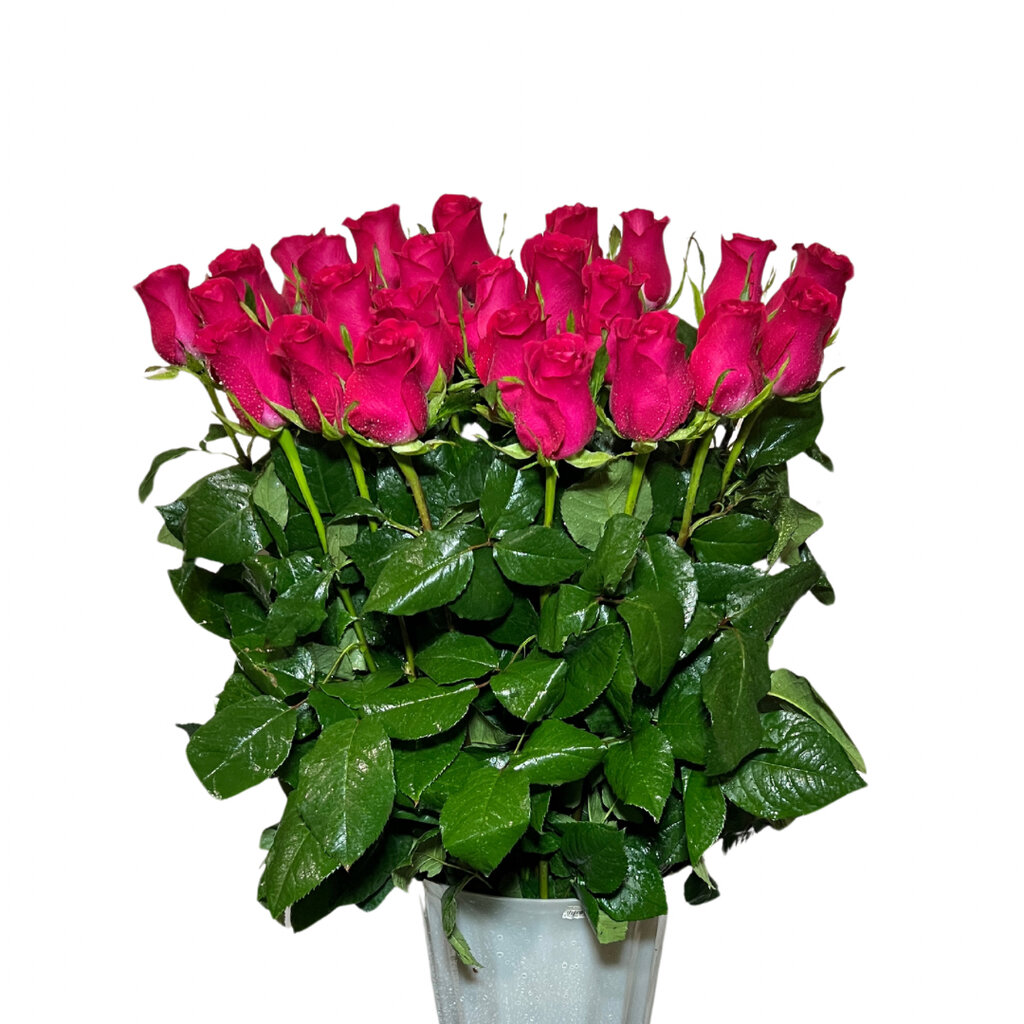 Роза сорт Gotcha 80см