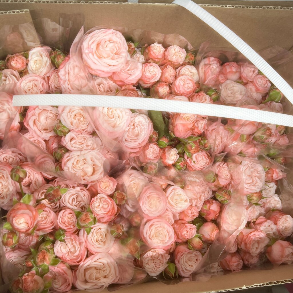 Кустовые розы