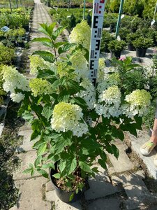 Режим работы