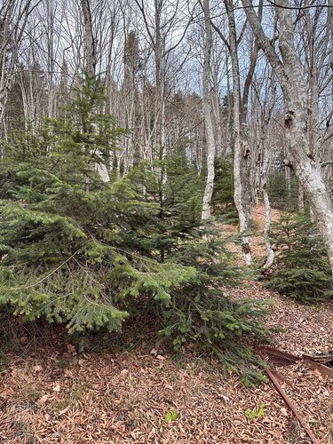 Апартаменты Nature 1 в Гузерипле