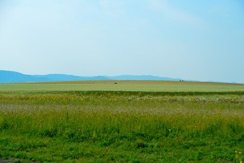 Калина красная фото 6