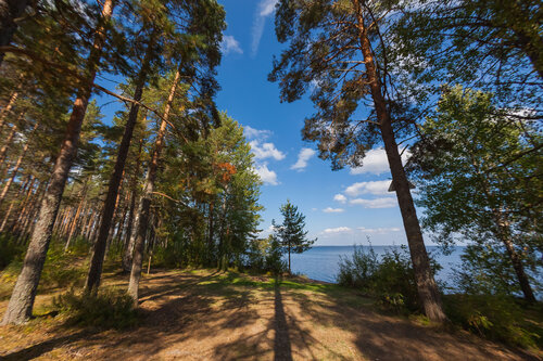 Карельская рябина  фото 6