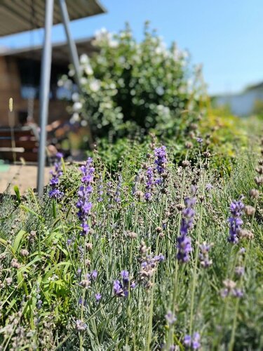 Два якоря фото 8