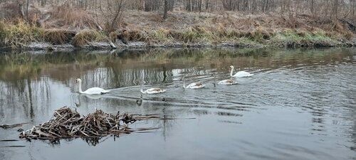 Дом отдыха Riverland в Курской области