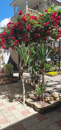 Sun Light — фото 5