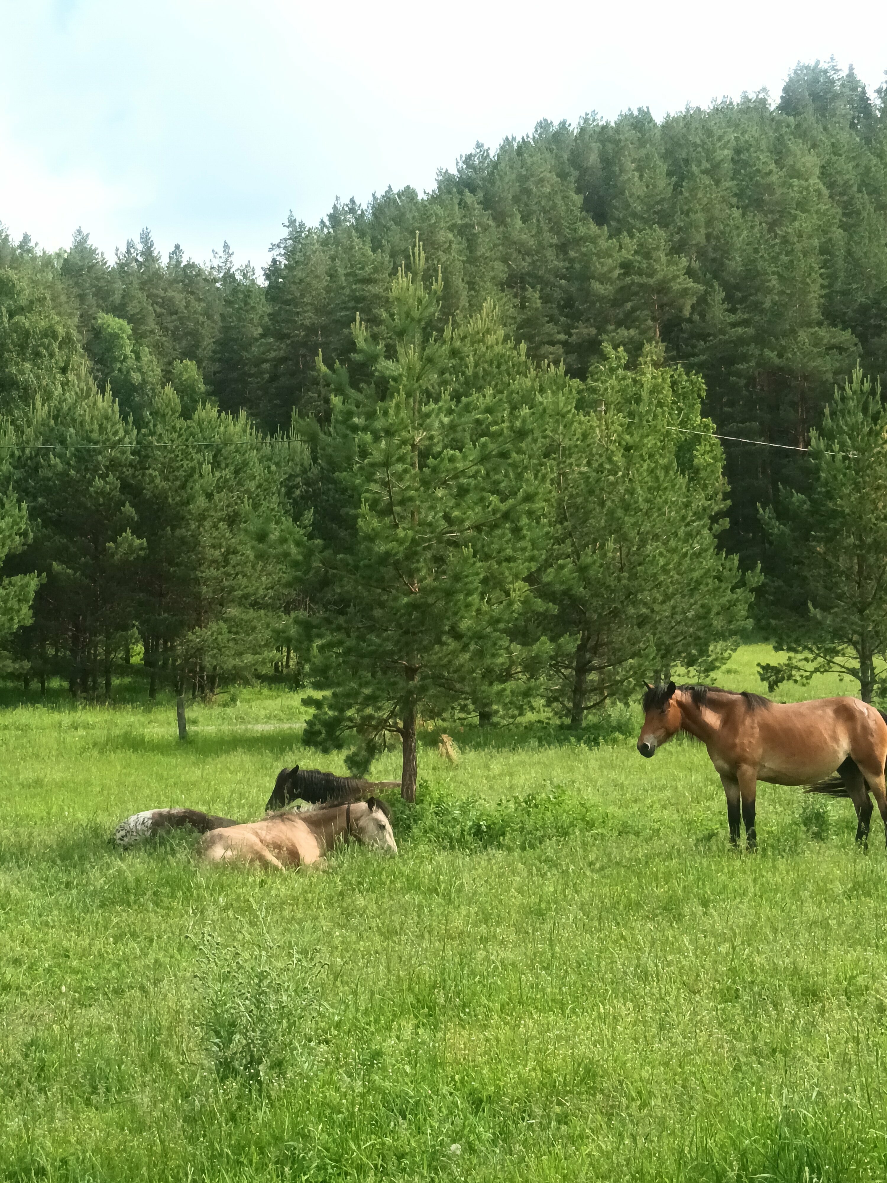 Роскошный четырехместный номер