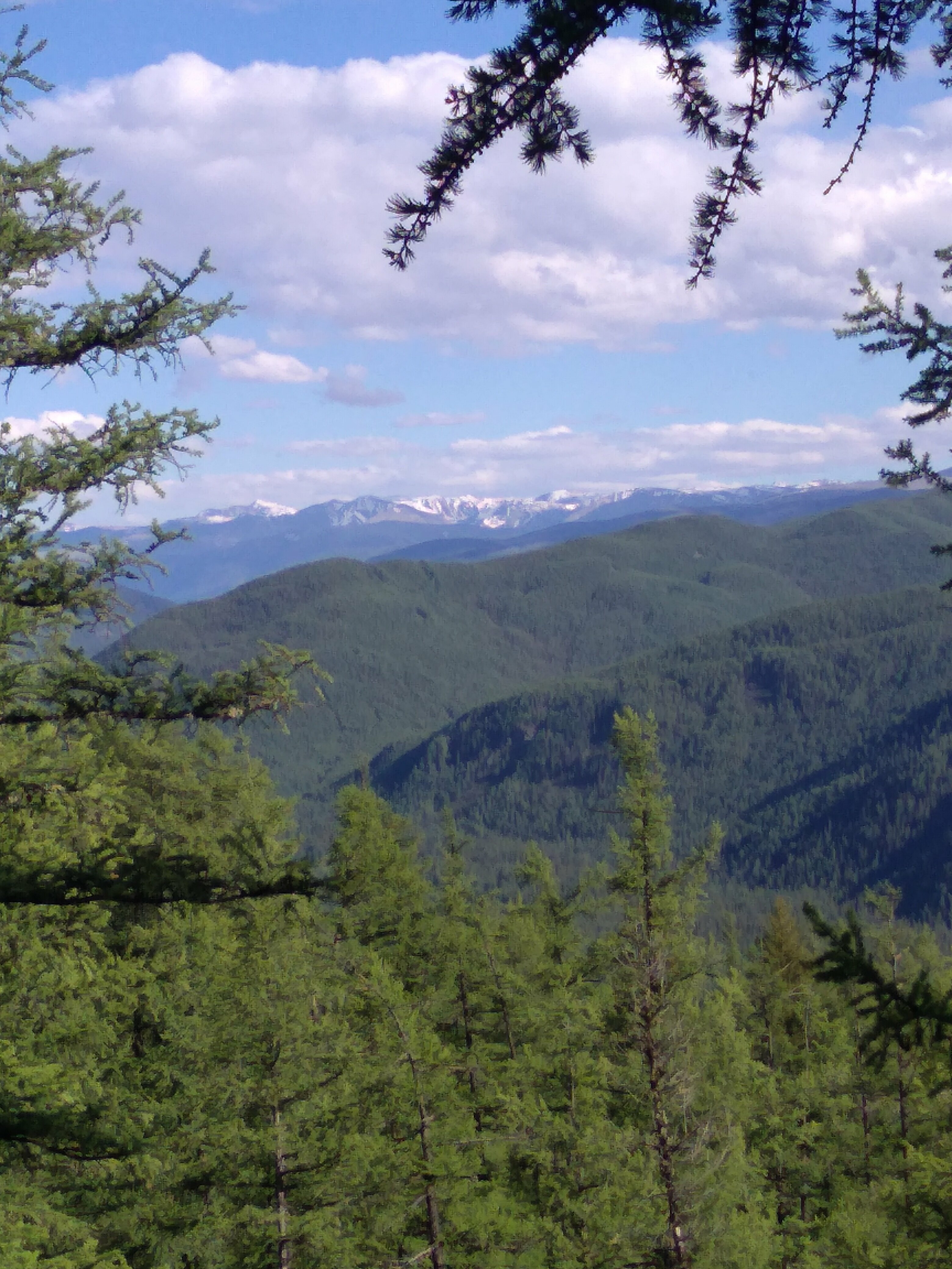 Дом с видом на лес