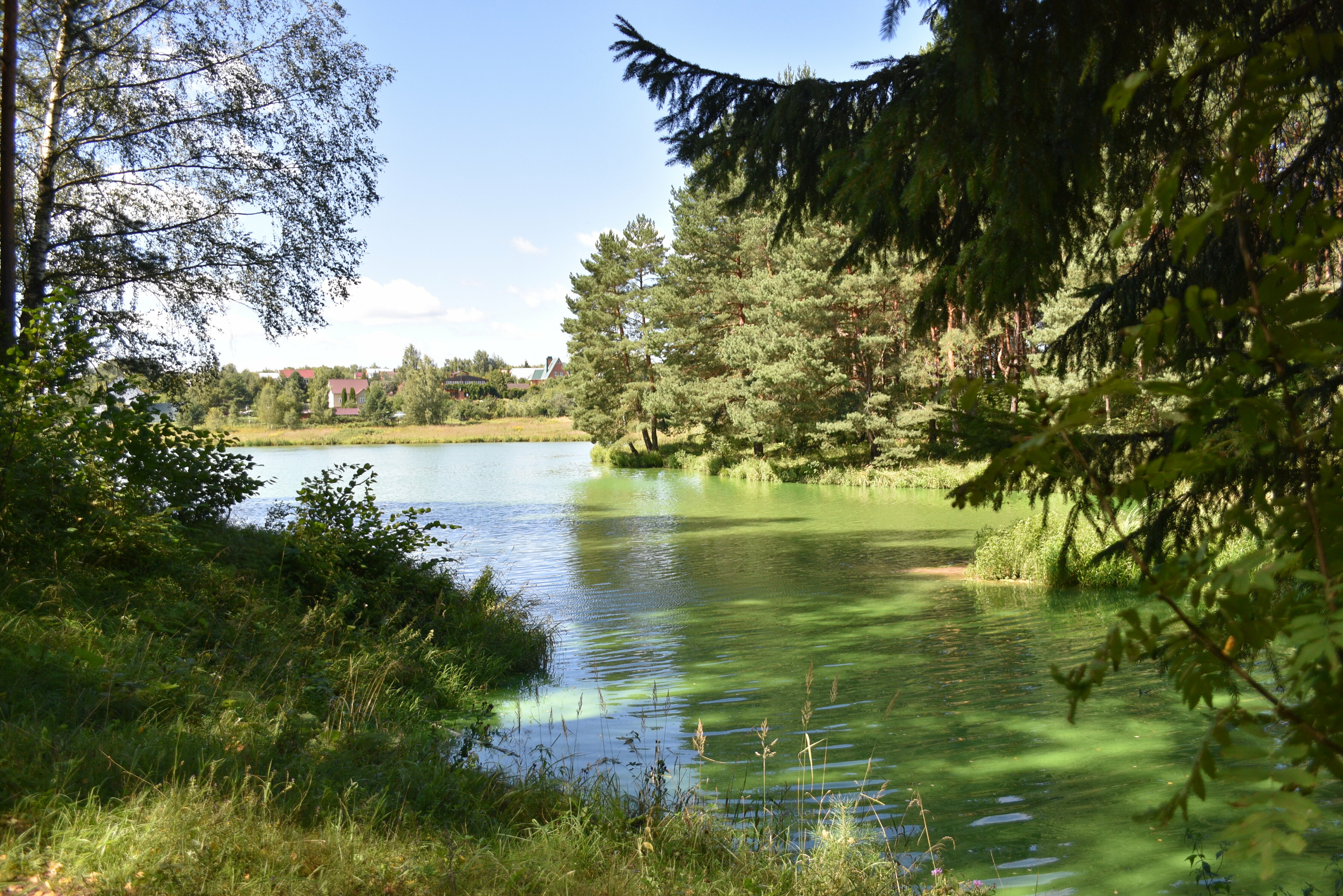 Дом с видом на лес