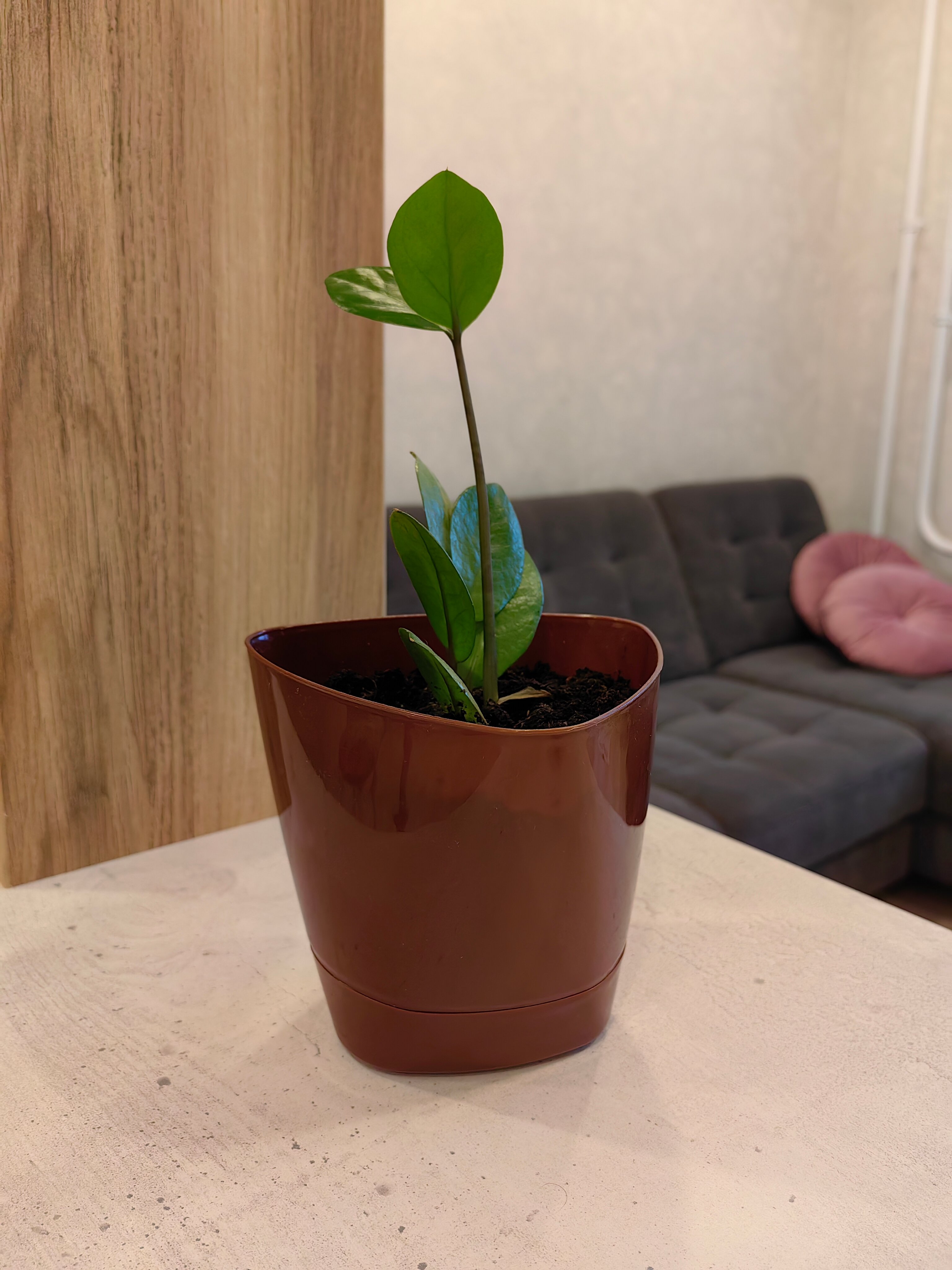 Апартаменты-студия