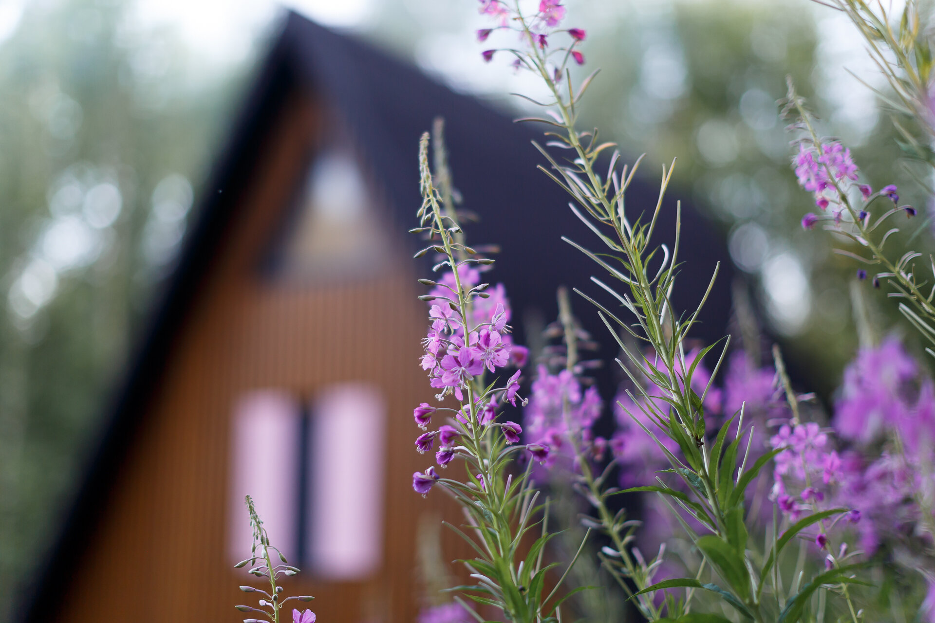 Дом с видом на лес