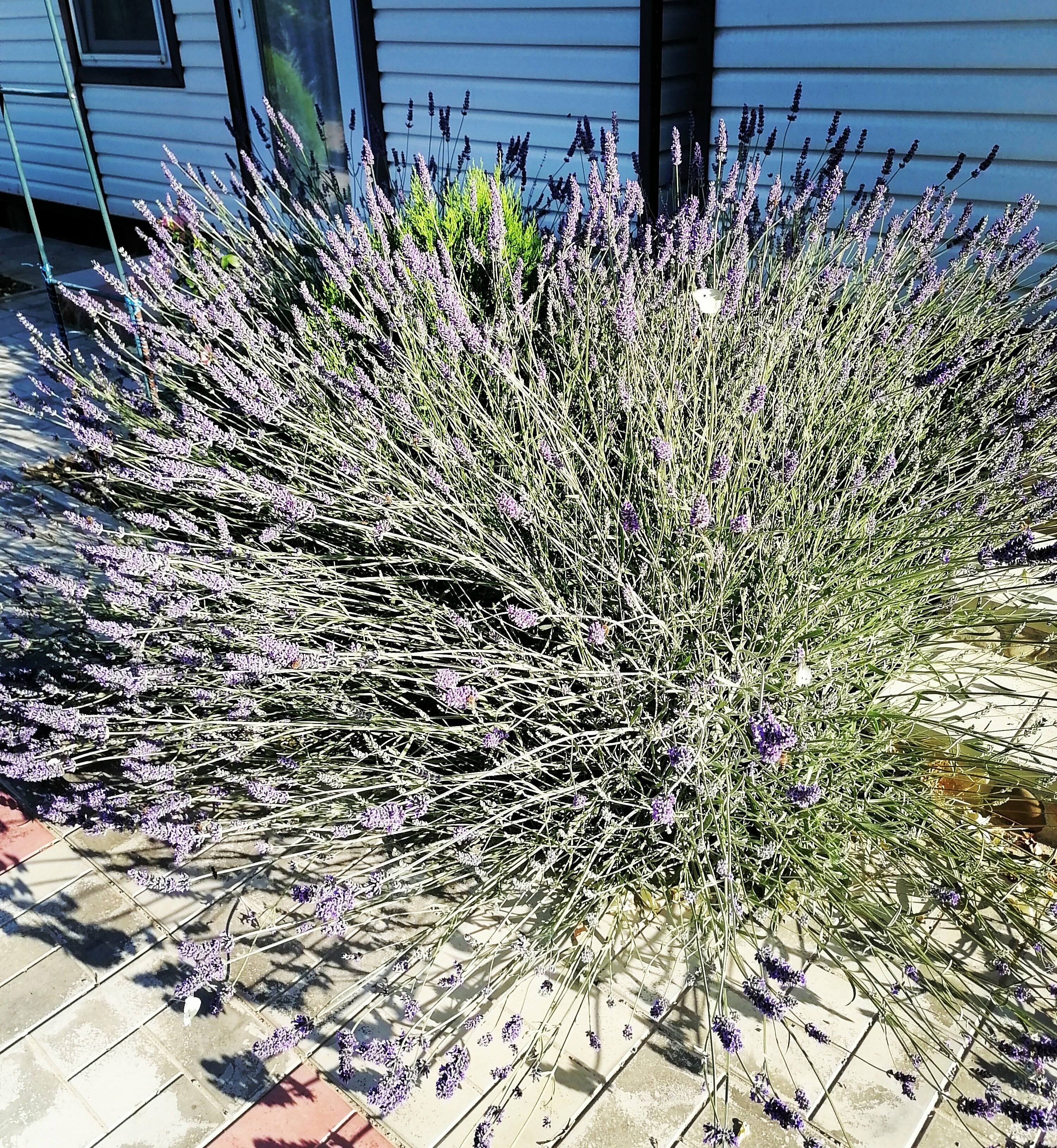 Бюджетный двухместный номер с 2 отдельными кроватями