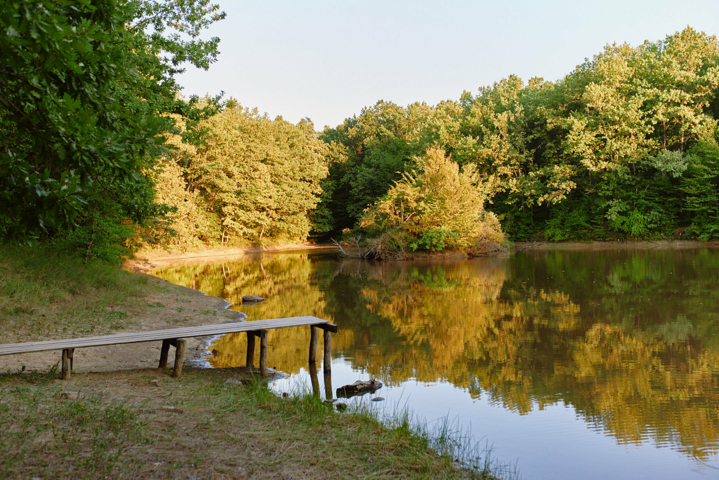 Шатер "Форест"