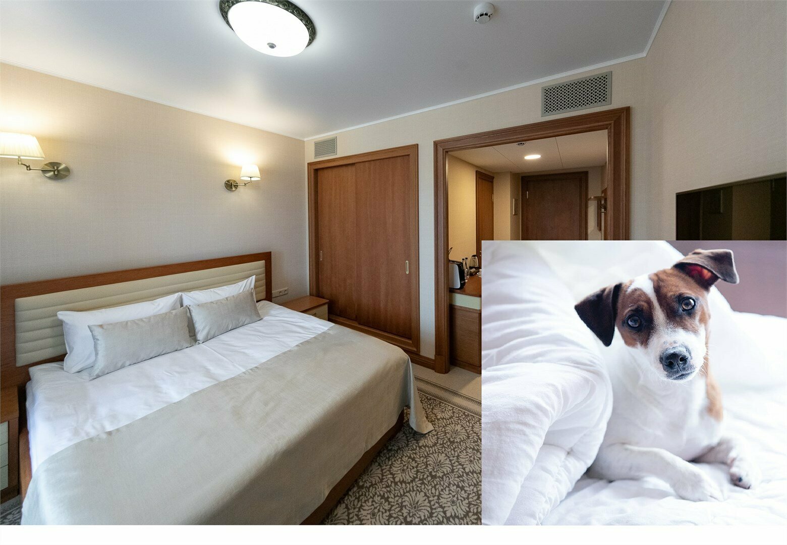 Стандартный номер для проживания с питомцем