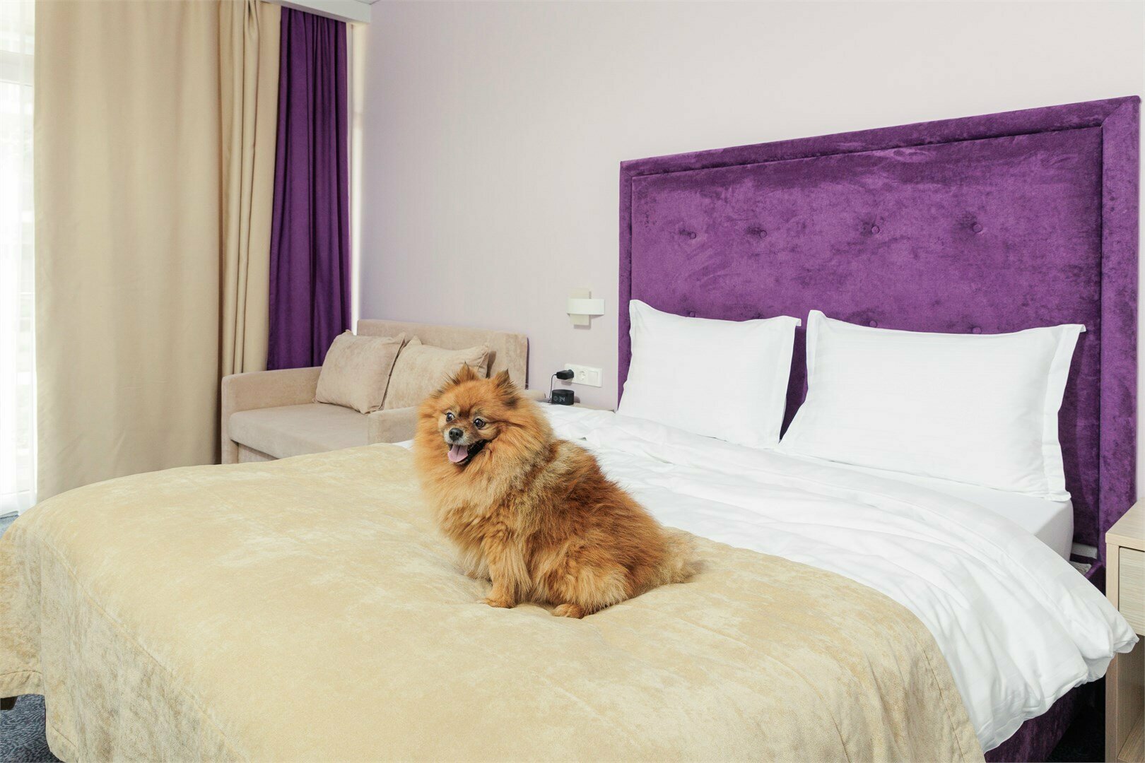 Бета Полулюкс с балконом (возможно размещение с собакой до 5 кг)