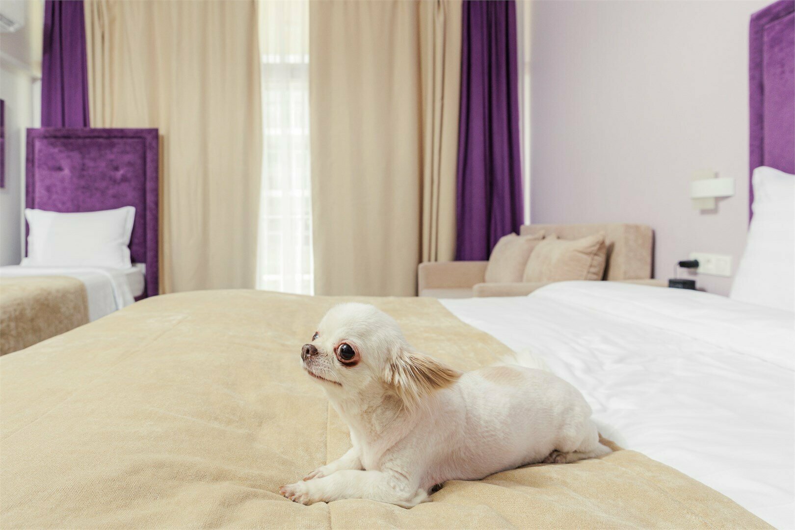 Бета Супериор с балконом с двуспальной кроватью (возможно размещение с собакой до 5 кг)