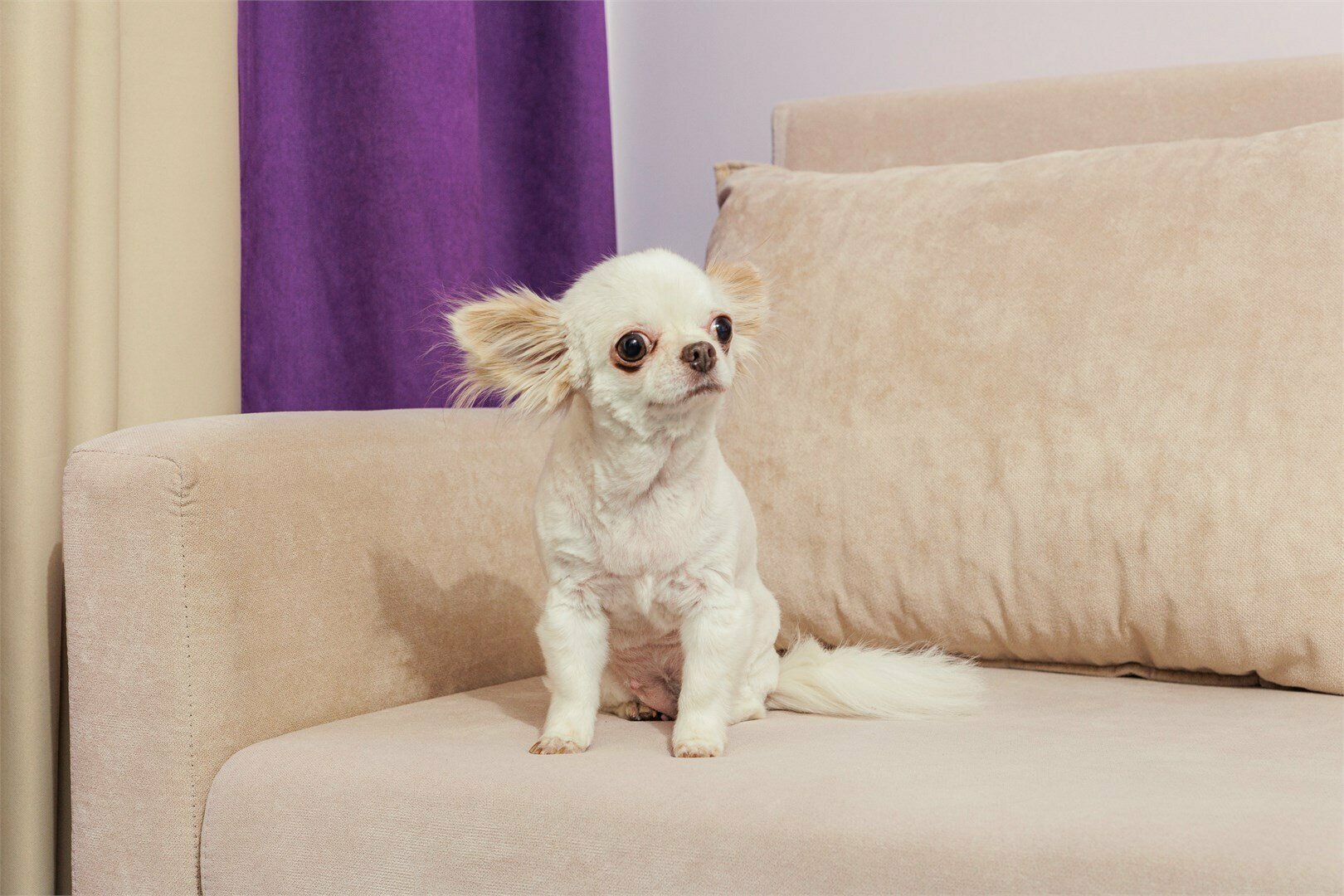 Бета Супериор с балконом с двуспальной кроватью (возможно размещение с собакой до 5 кг)