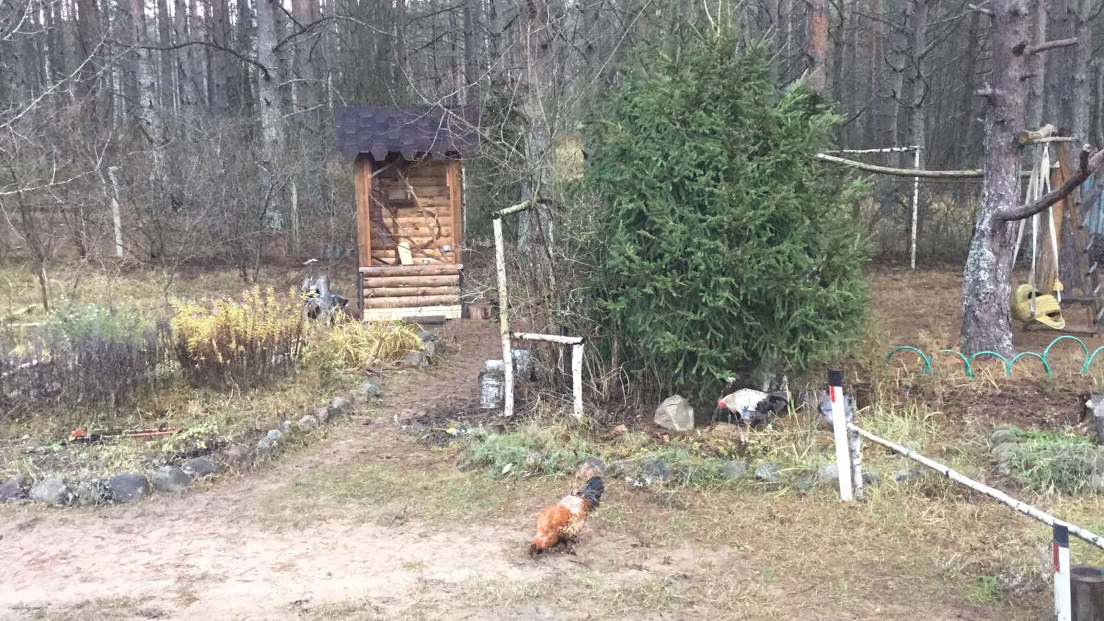 Дом с видом на лес